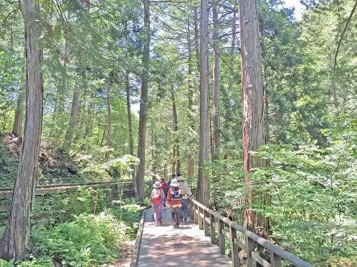 L’Atelier NBlades – Paysages Vallée de Kiso - cyprès japonais bois Hinoki pour raquette de Tennis de Table  Ping Pong 4